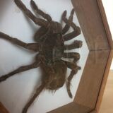 Naturalized mygal spider under hexagonal frame