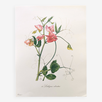 Vintage botanical engraving from 1962 - Sweet Pea - Flower board - Watercolor M.Rollinat