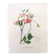 Vintage botanical engraving from 1962 - Sweet Pea - Flower board - Watercolor M.Rollinat