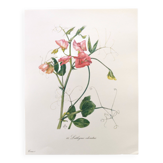 Vintage botanical engraving from 1962 - Sweet Pea - Flower board - Watercolor M.Rollinat