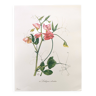Gravure vintage botanique de 1962 - Pois de Senteur - Planche fleur - Aquarelle M.Rollinat