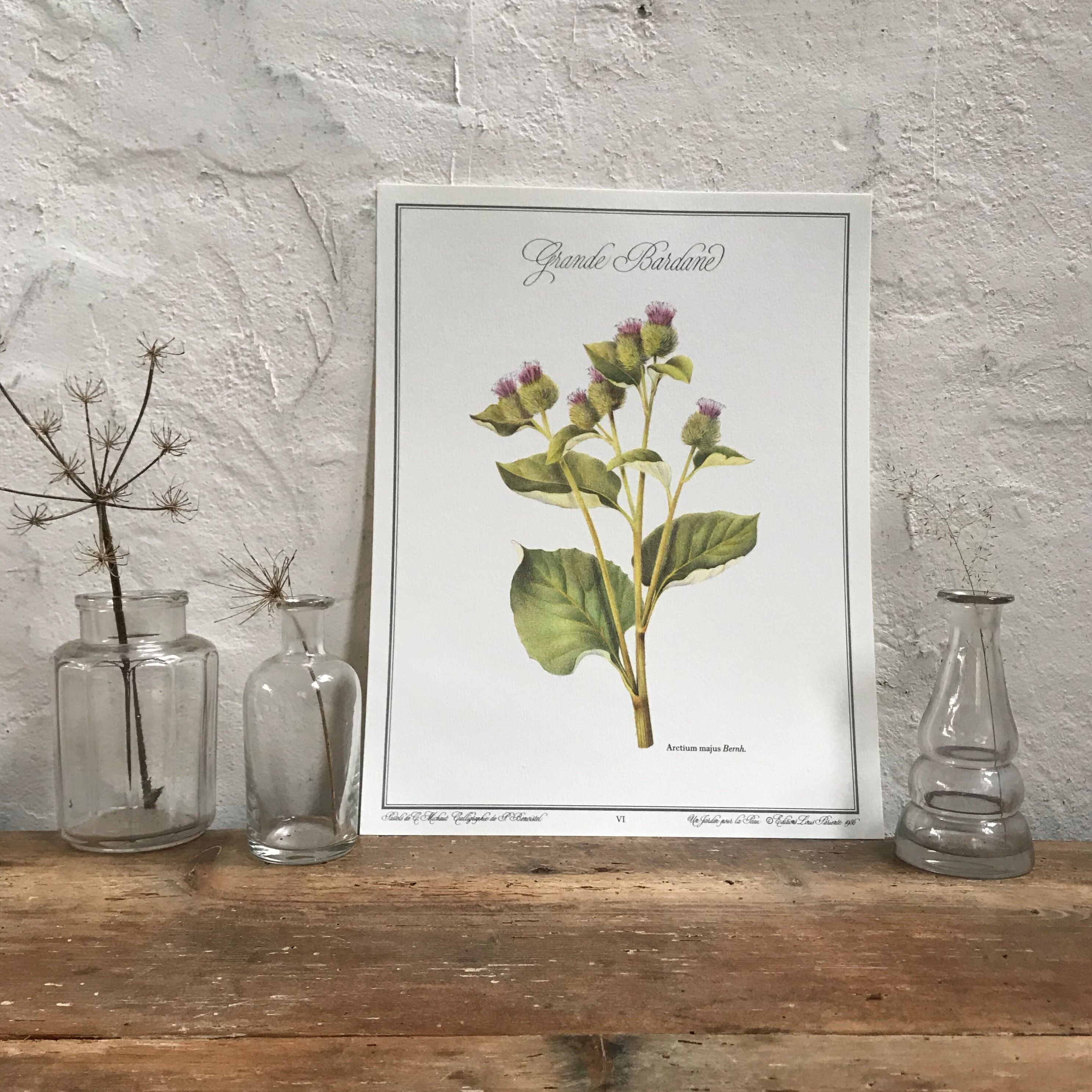 Botanical board the Great Burdock