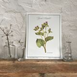 Botanical board the Great Burdock