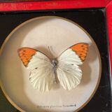 Naturalized butterfly frame taxidermies