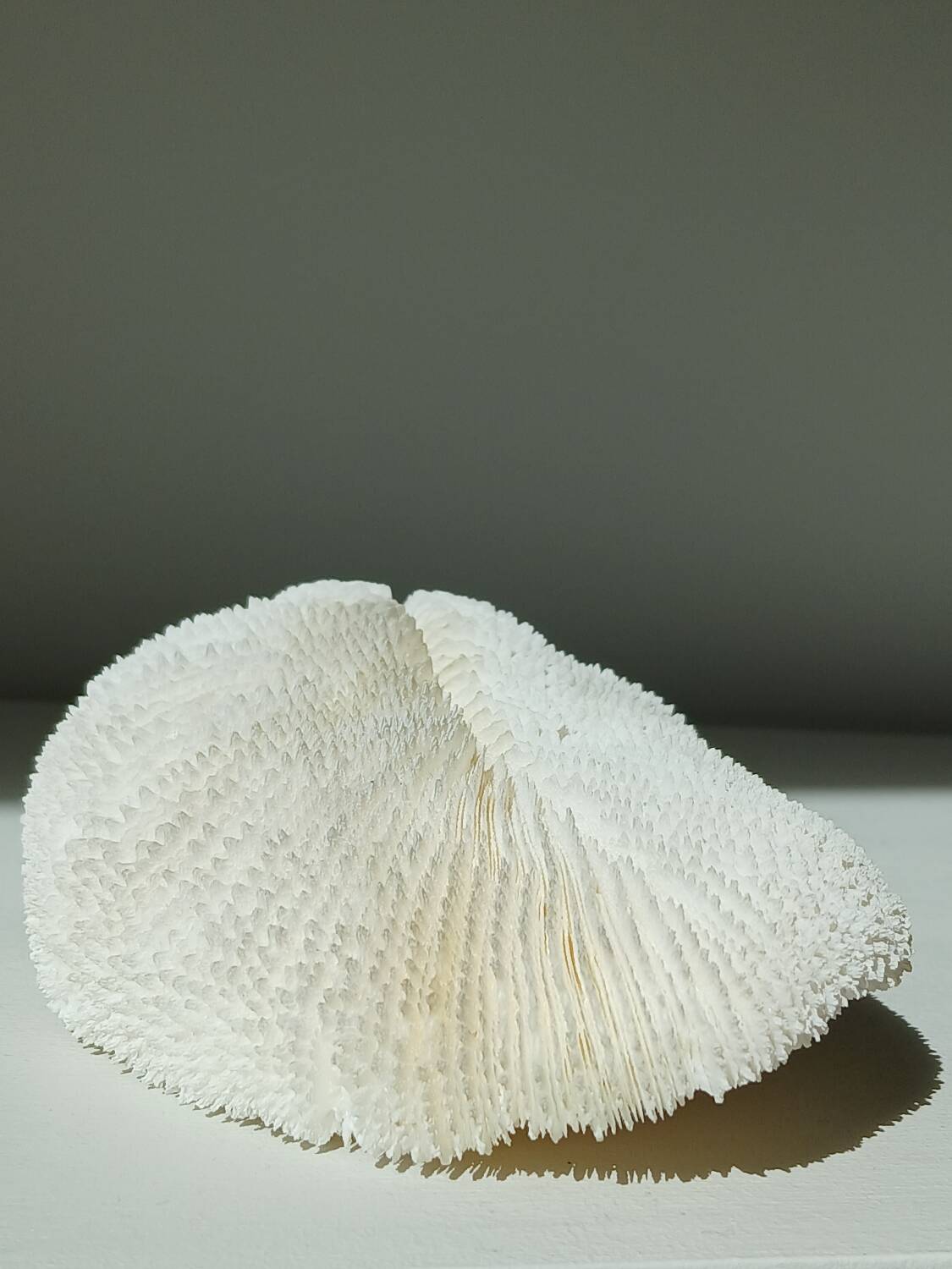 White Coral Fungia 24 cm