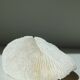 Corail blanc Fungia 24 cm