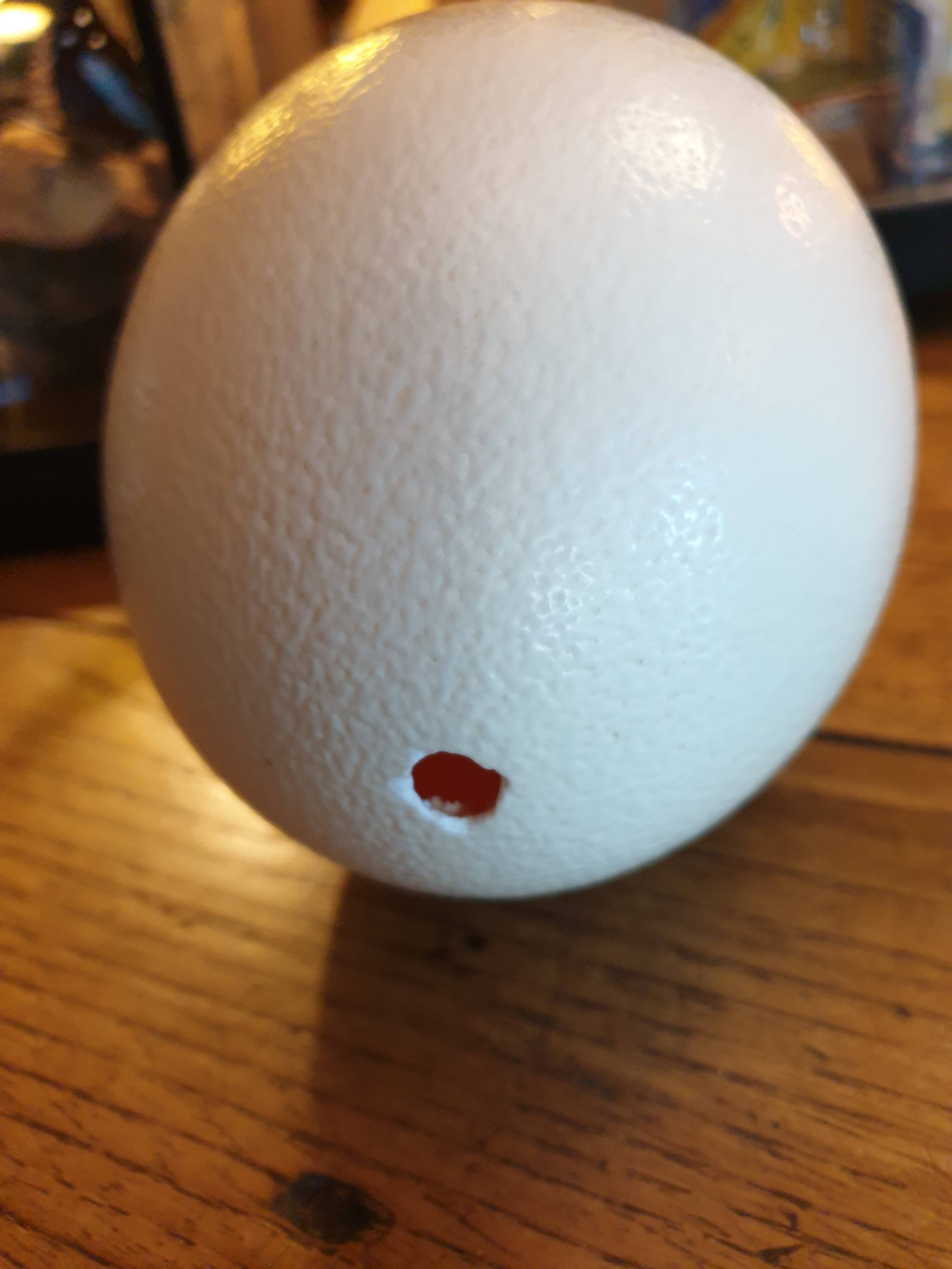 Oeuf autruche