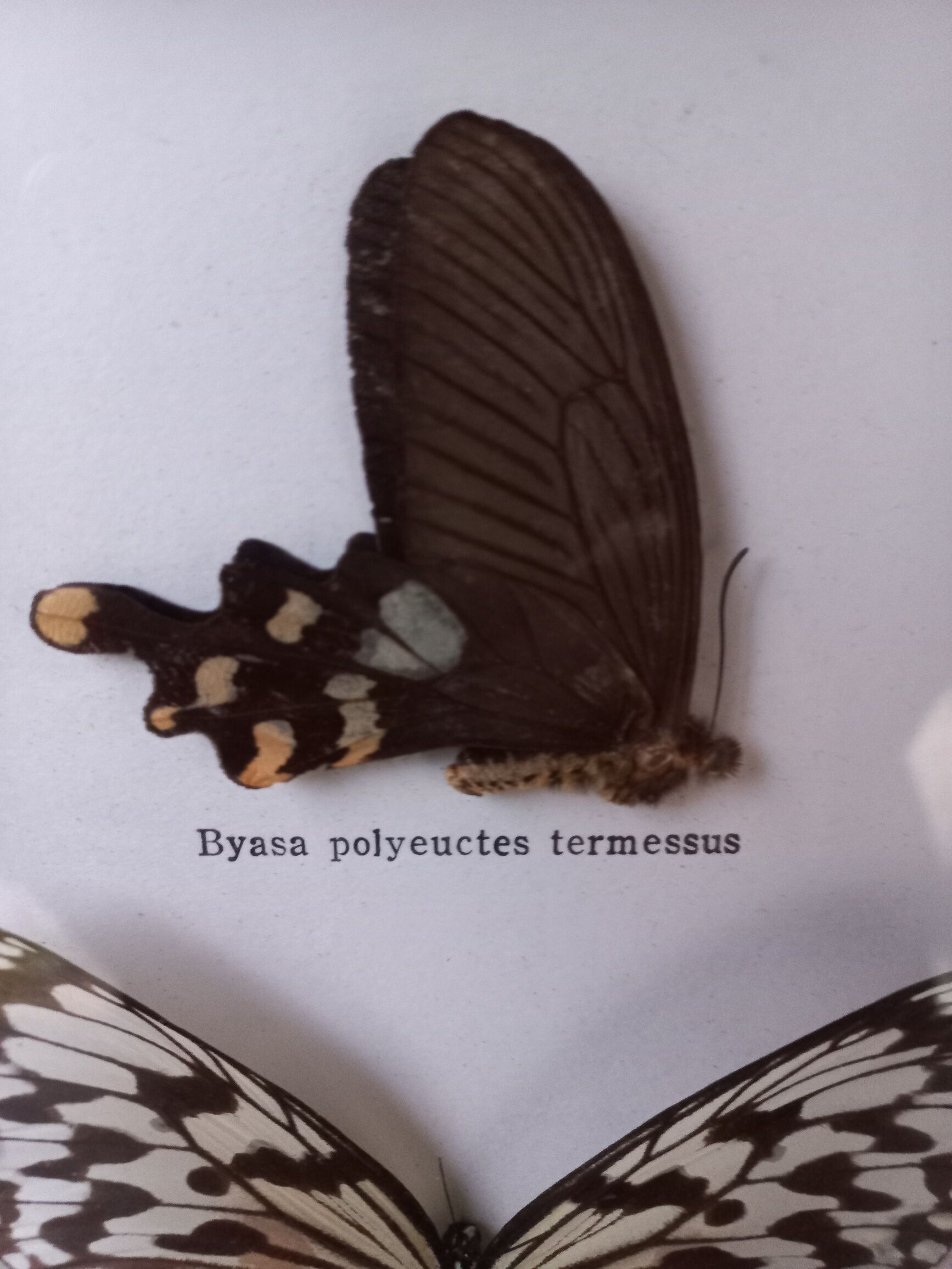 Frame 2 stuffed butterflies