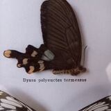 Frame 2 stuffed butterflies