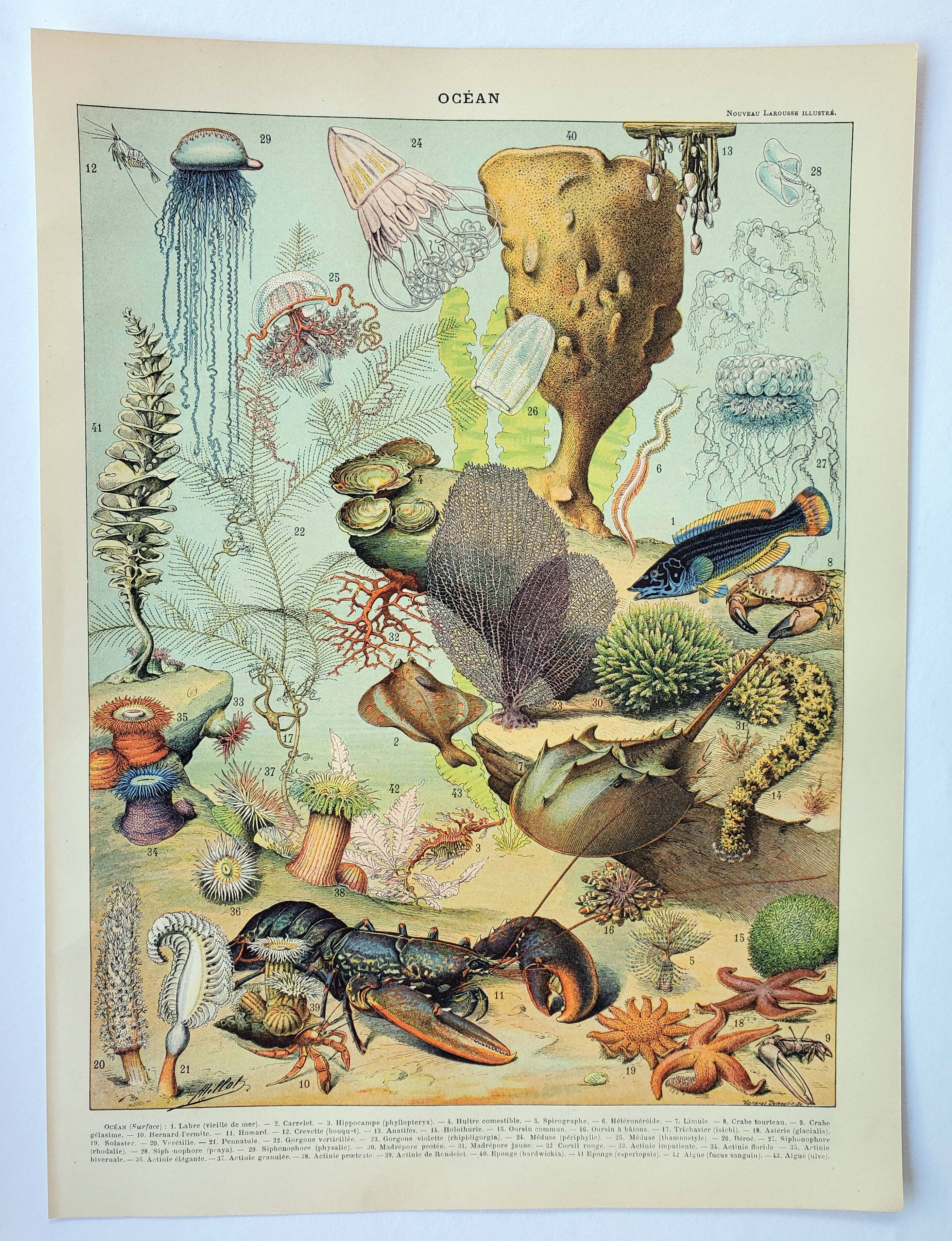Antique engraving 1898, Ocean (fauna and flora), fish • Lithograph, original illustration°