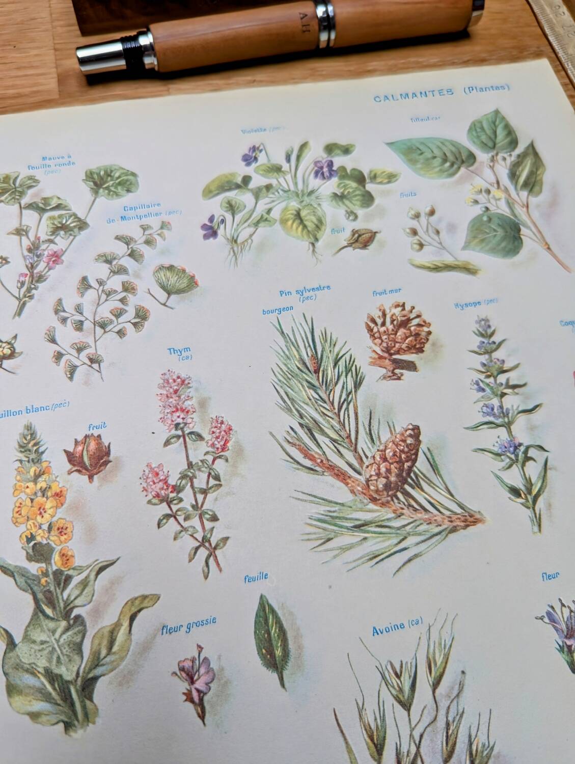 Printed in 1954, calming plants.