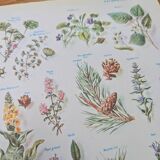 Printed in 1954, calming plants.