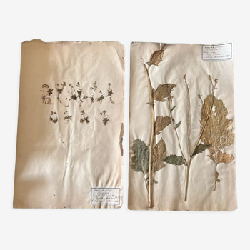 Set of 2 pages of herbarium 19th century