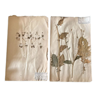 Set of 2 pages of herbarium 19th century