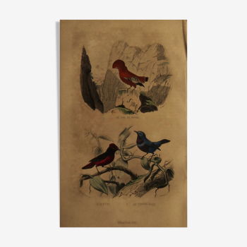 Planche ornithologique Buffon 1838