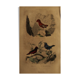 Planche ornithologique Buffon 1838