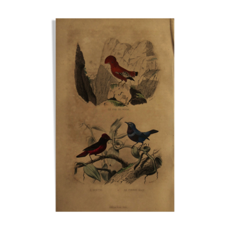 Buffon 1838 - ornithological board