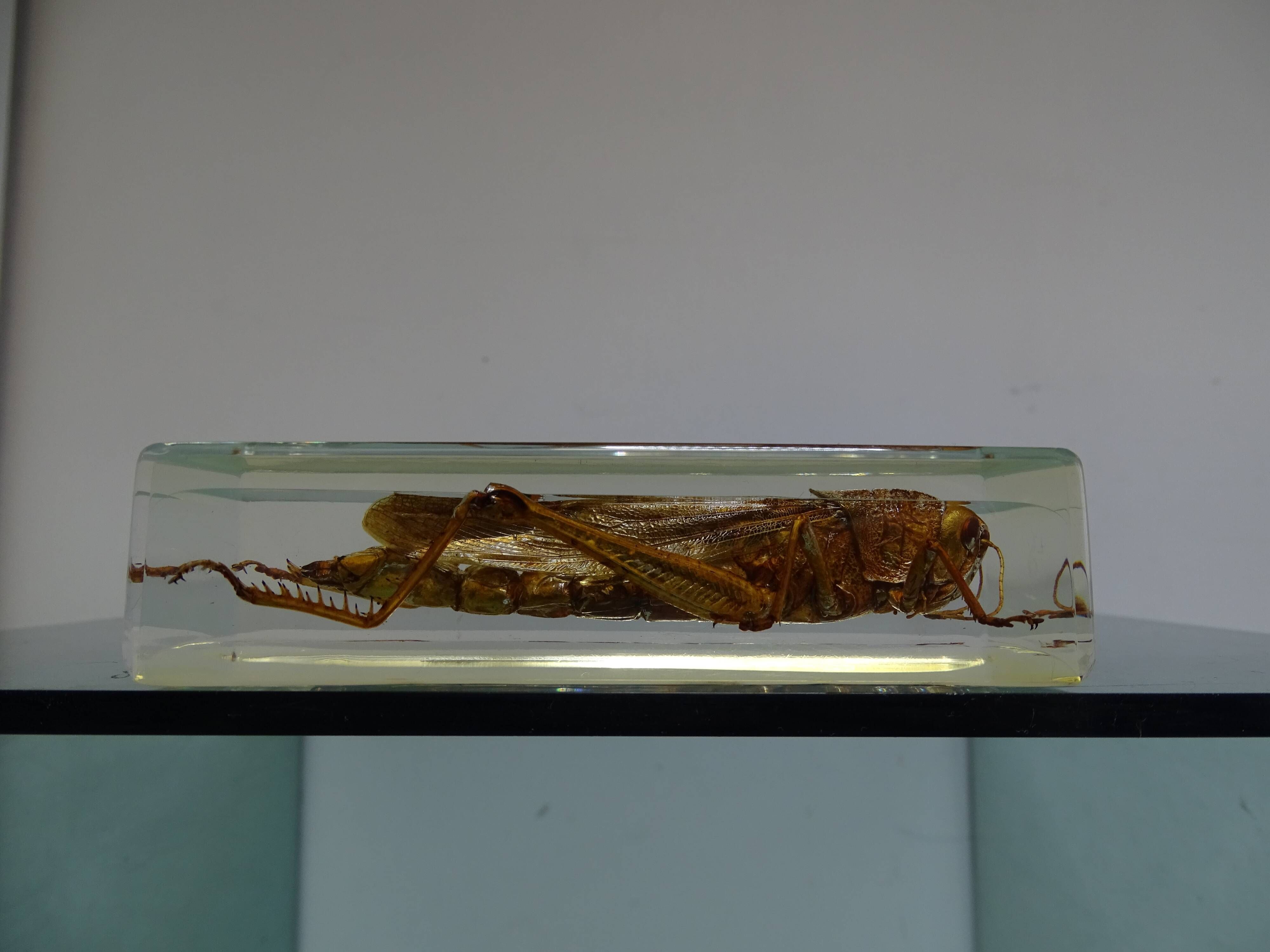 Locust inclusion vintage resin