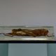 Locust inclusion vintage resin