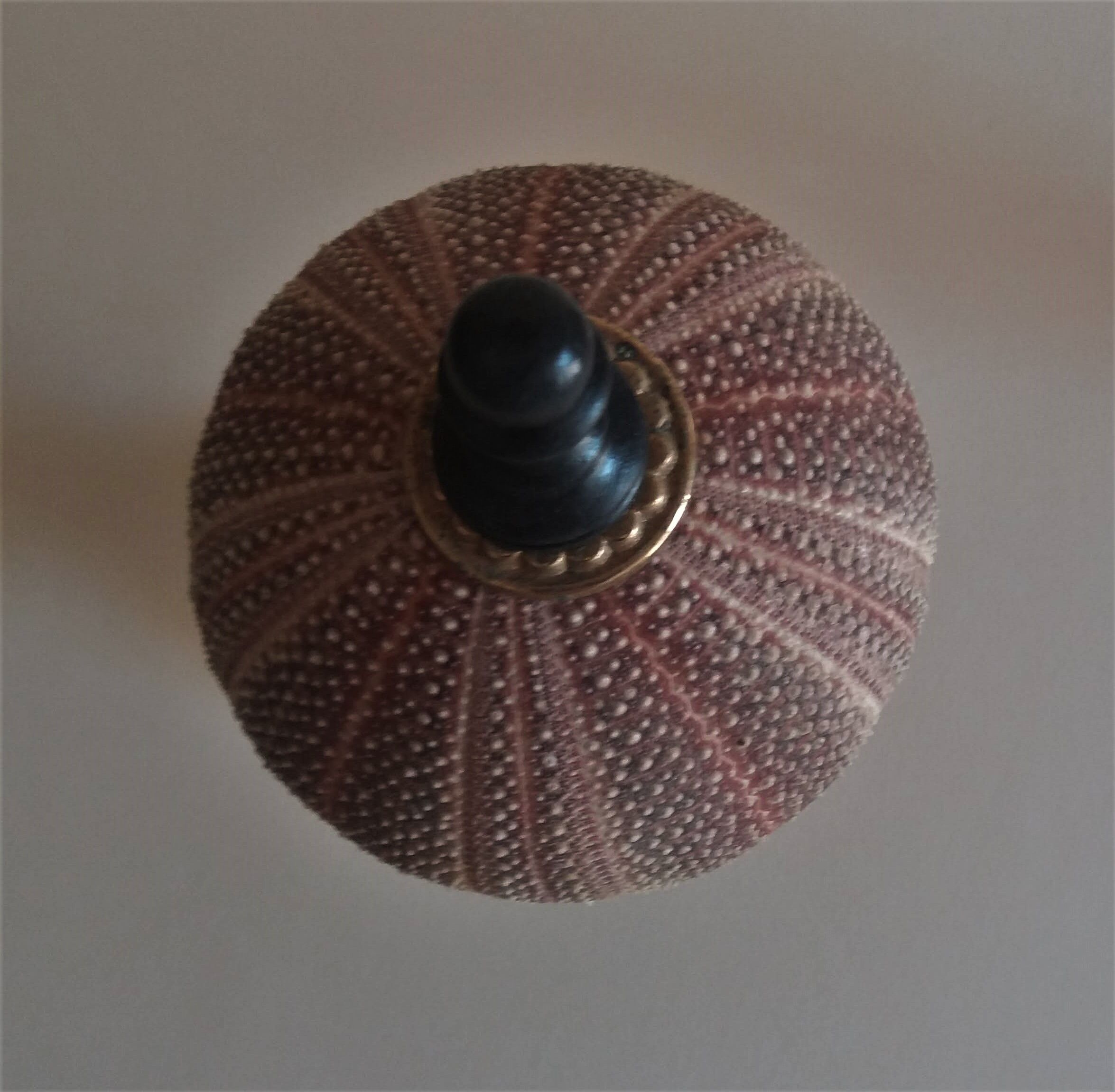 Sea urchin skeleton gracilechinus acutus