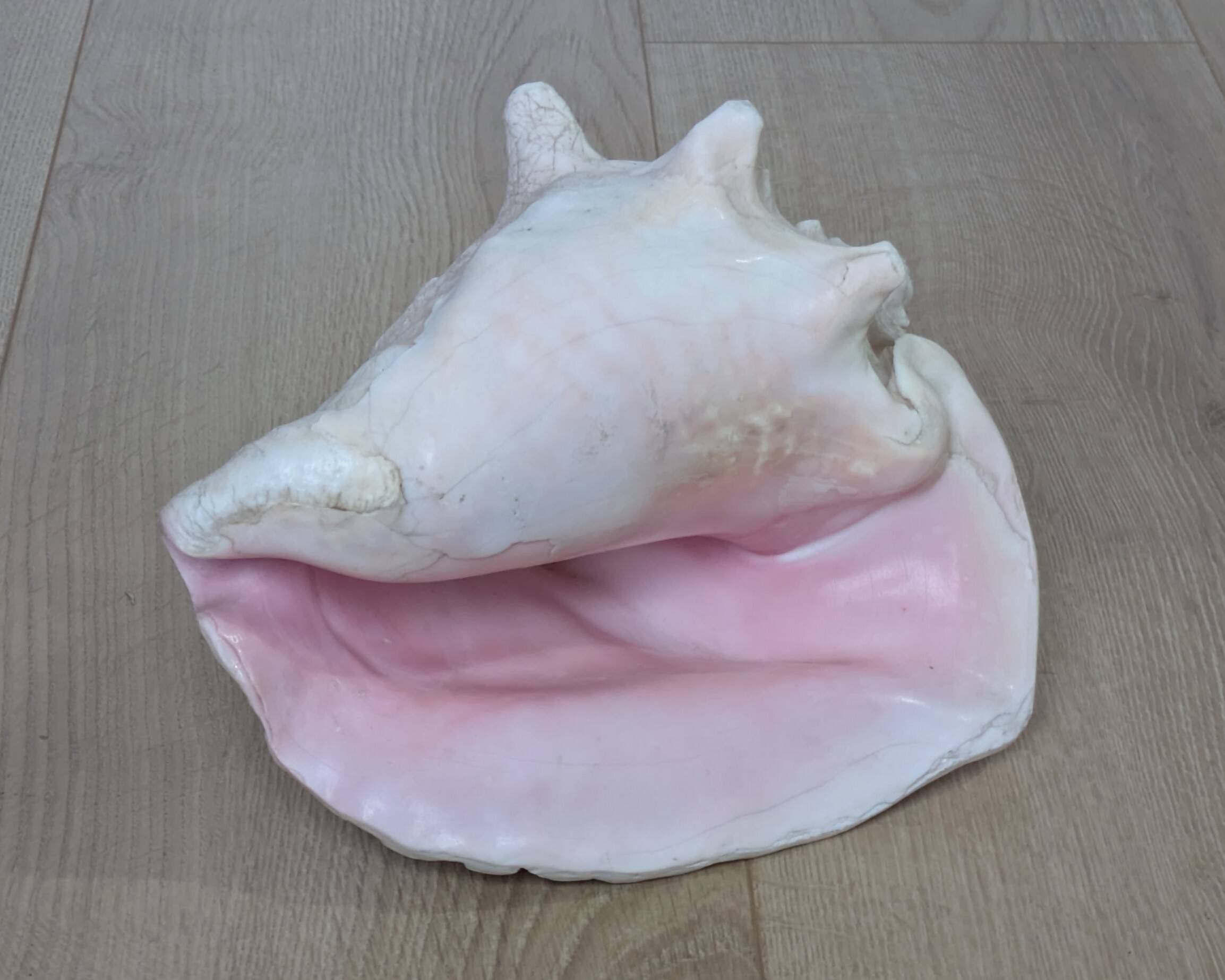 Heavy Marine Shell "Lambi" (Strombus Gigas) - Pink Interior - 1.37 kg