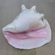 Heavy Marine Shell "Lambi" (Strombus Gigas) - Pink Interior - 1.37 kg
