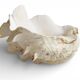 Stunning South Pacific Clam Shell – Sculptural Organic Modern Object