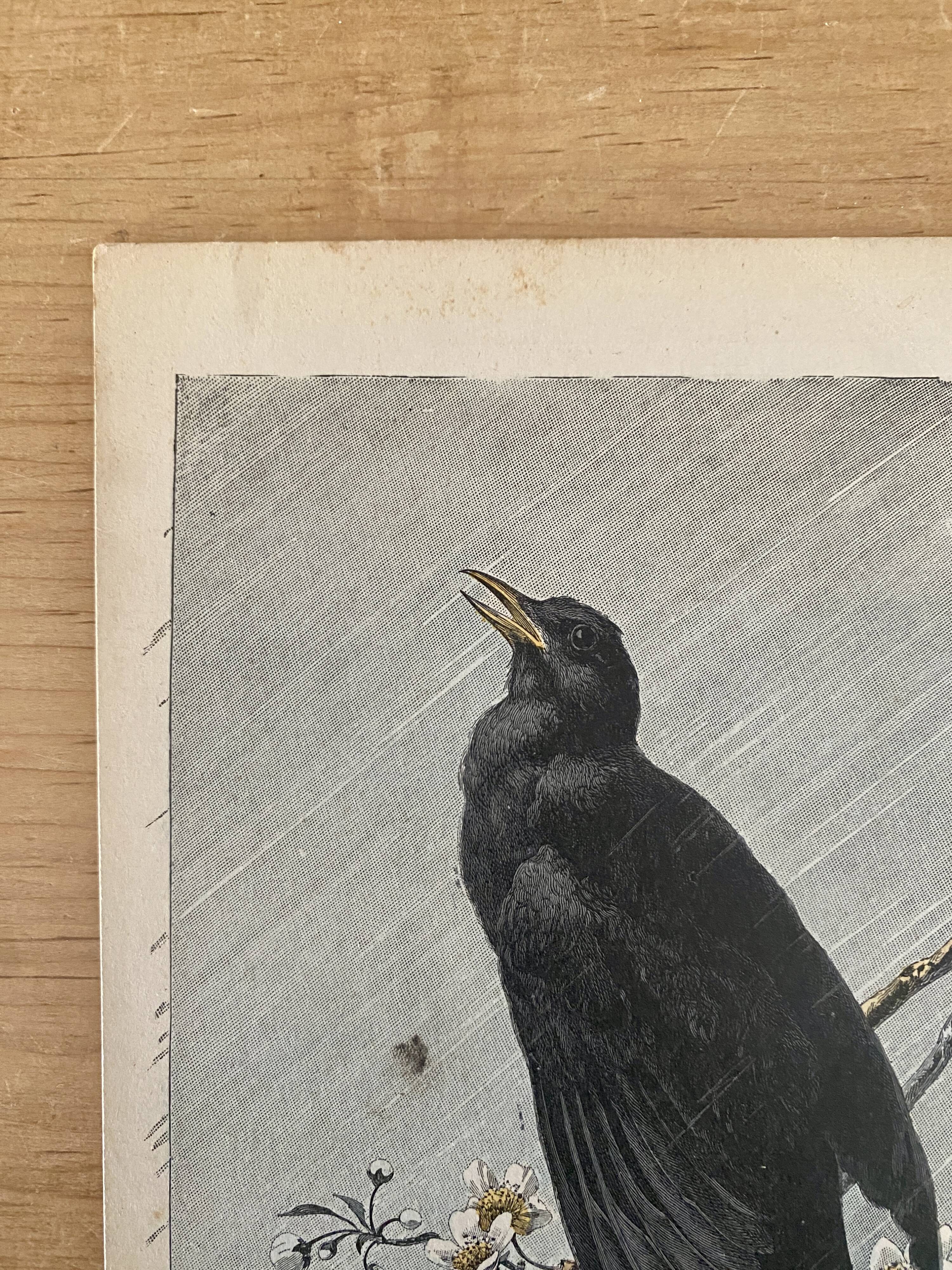 Old engraving of a bird - giacomelli and huyot - le merle -