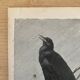 Old engraving of a bird - giacomelli and huyot - le merle -