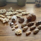 Set of natural shells and corals