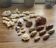 Lot de coquillages et coraux naturels