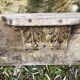Wooden shelf
