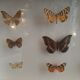 Boite d'entomologie papillons