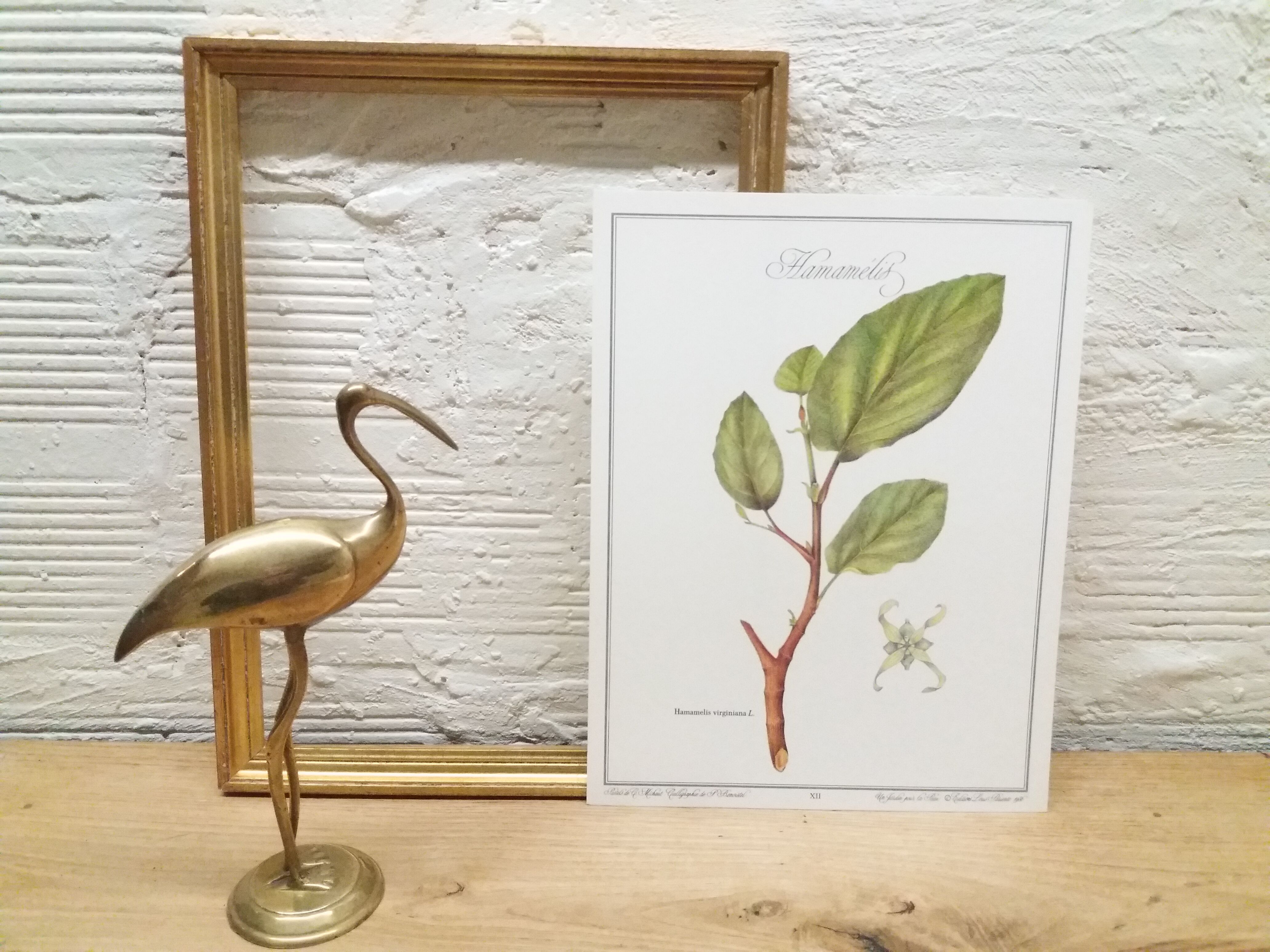 Hamamélis botanical plank
