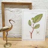 Hamamélis botanical plank