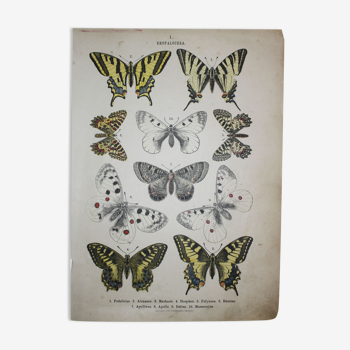Illustration papillons podalirius de 1887, gravure ancienne, lépidoptere planche original