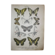 Podalirius butterflies | illustration from 1887, antique print, lepidoptere original plate
