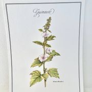 Botanical plate – Marshmallow – Louis Pariente, 1986