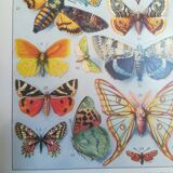 Lithograph on "European" butterflies from 1928