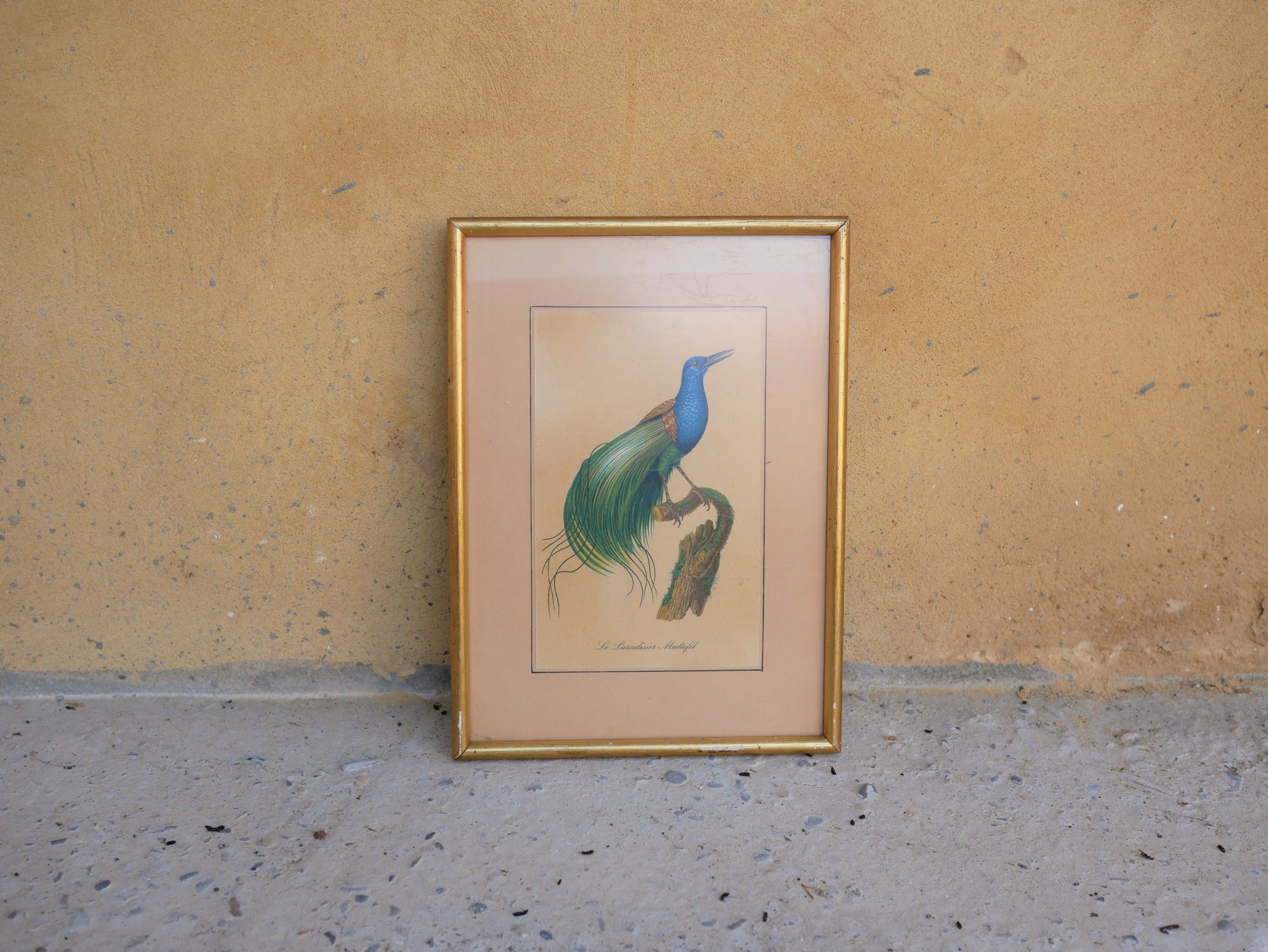 Bird the Multifil Paradise