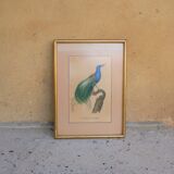 Bird the Multifil Paradise
