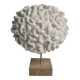 Ancient white labyrinthiform coral on pedestal