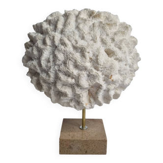 Ancien corail blanc labyrinthiforme sur socle