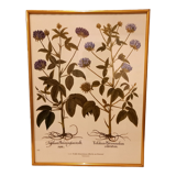 Framed botanical boards, under glass, gilded frame