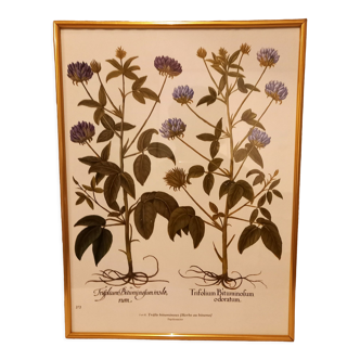 Framed botanical boards, under glass, gilded frame