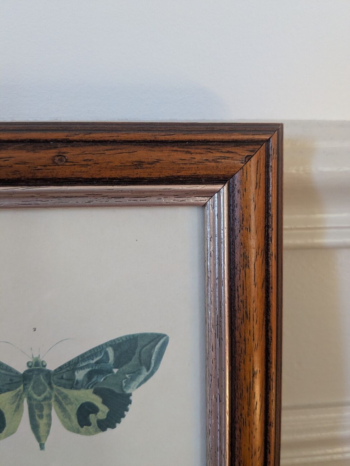 Lithographies de papillons
