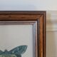 Lithographies de papillons