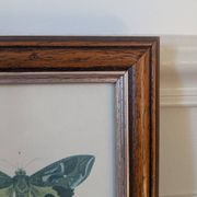 Lithographs of butterflies
