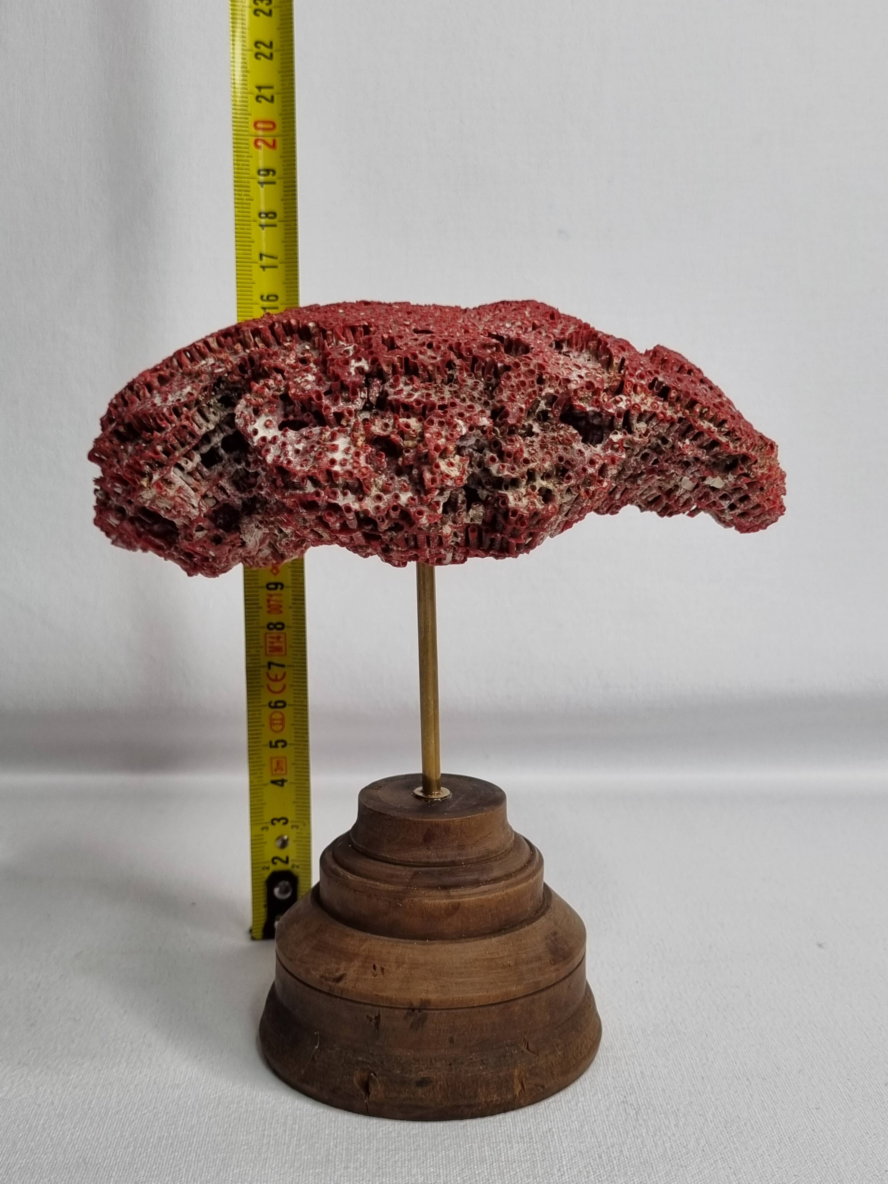 Antique Tubipora musica ornamental coral on wooden base, 16 cm