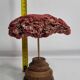 Antique Tubipora musica ornamental coral on wooden base, 16 cm